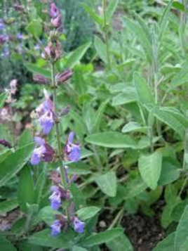 Bodrum Sage (Salvia Bodrumica)