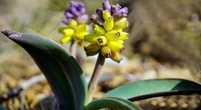 Babadağ Crocus (Crocus babadaghensis)