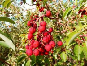 Strawberry Tree (Arbutus Unedo var. Bodrumensis)