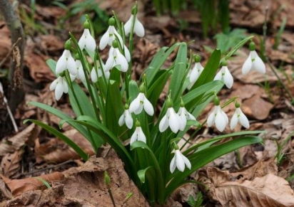 Bodrum Snowdrop (Galanthus Bodrumensis)