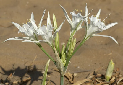 Latmos Tulip (Tulipa Latmia)