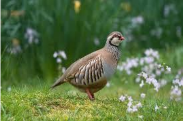 Bodrum Partridge (Alectoris Chukar Bodrumensis)