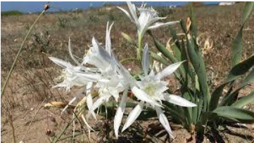Sea Daffodil (Pancratium maritimum)