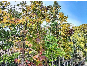Sweetgum (Liquidambar orientalis)