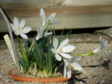 Autumn Crocus (Sternbergia candida)