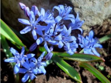 Fethiye Squill (Scilla forbesii)